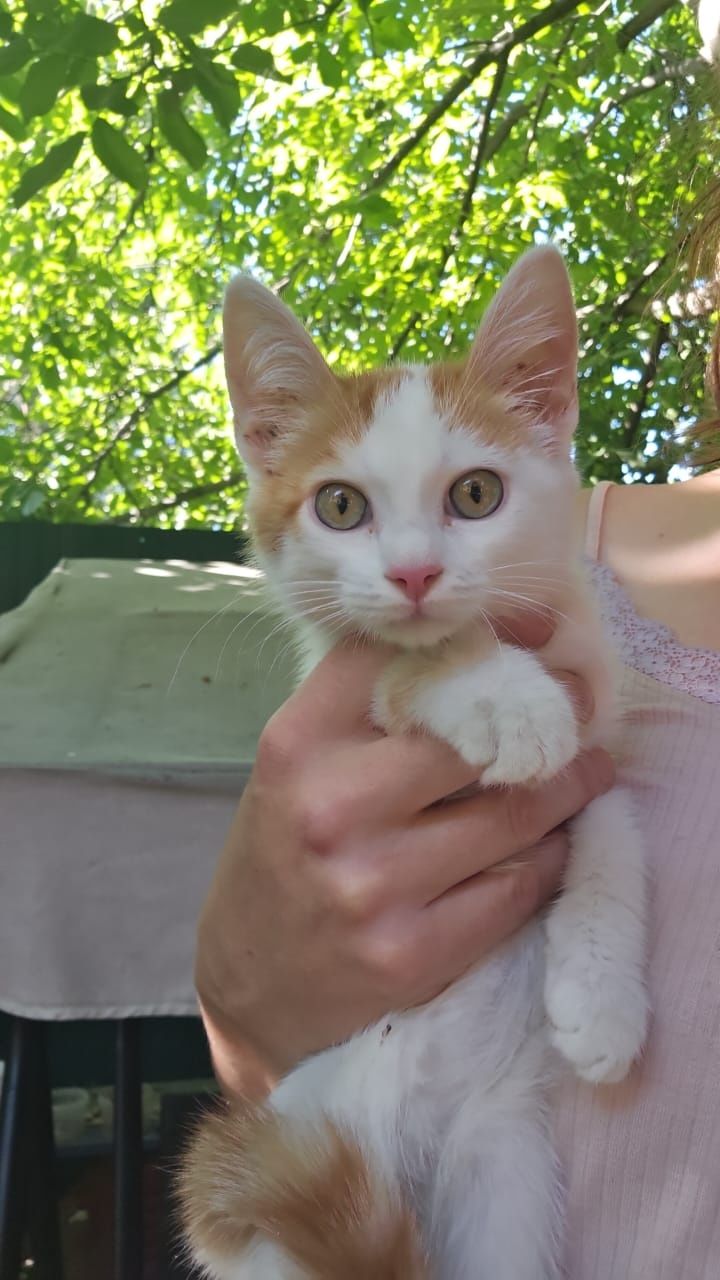 Котёнок мальчик ищет семью.