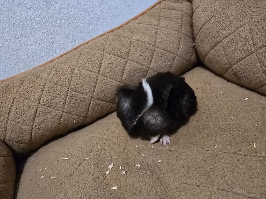 Porcusori de guineea