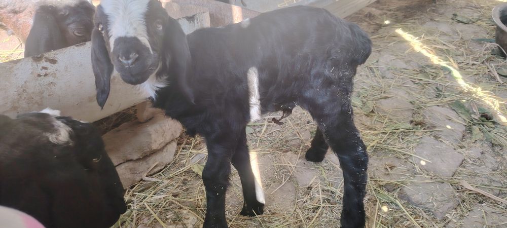 Бугуз ва онабача куйлар сотила    ди.