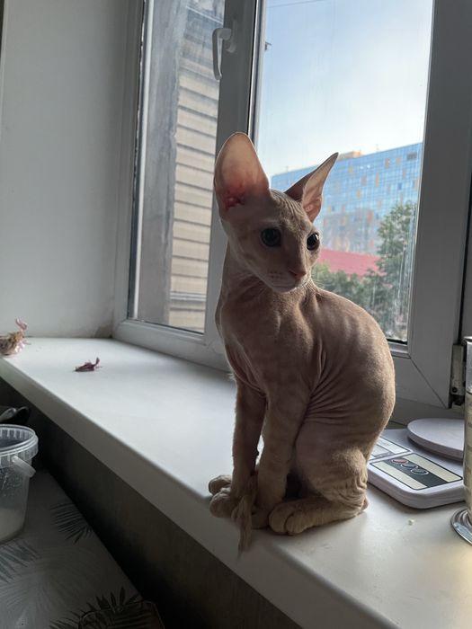 Вязка сфинкс котик.