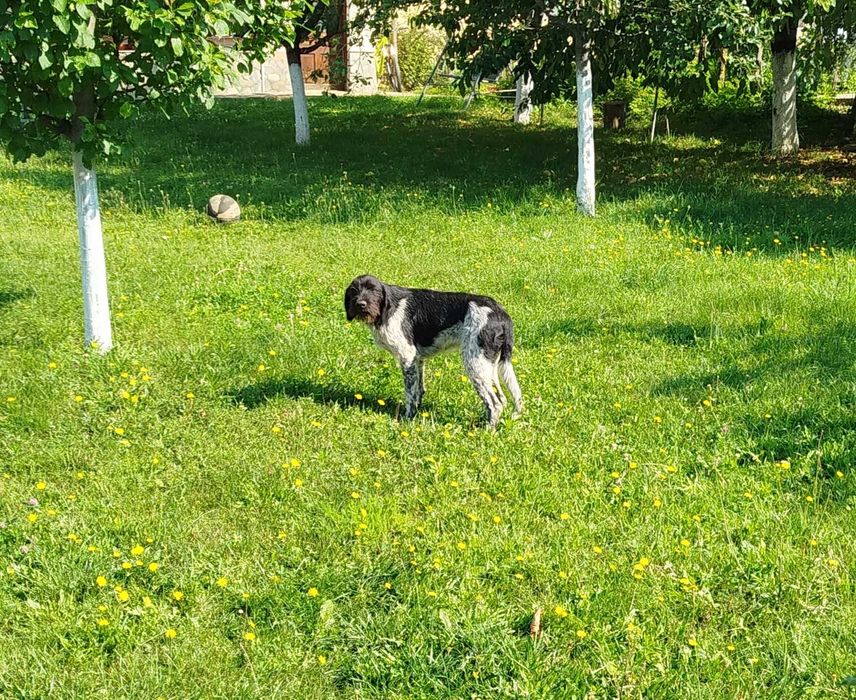 Iliuta isi cauta stapan iubitor