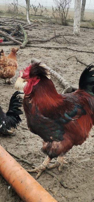 Găini moțate și nemoțate