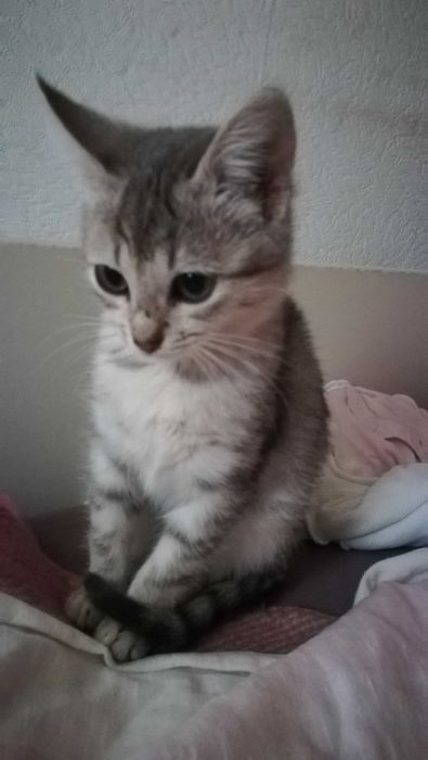 Коте сиво тигърче