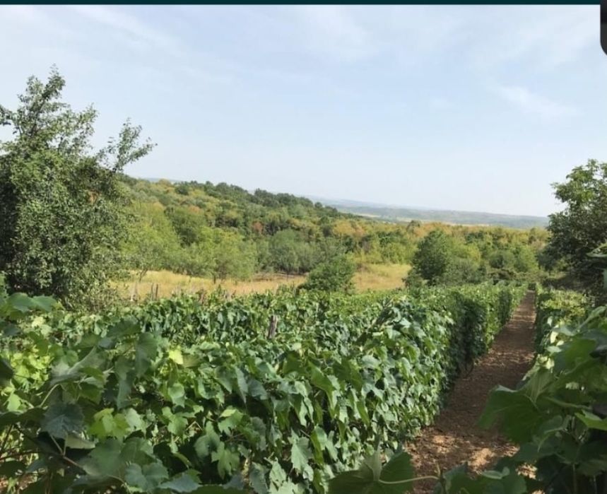 Vând Teren / Schimb 1100mp ( Vie + Pivniță ) Loc . Spinuș 28 km Oradea