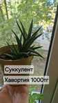 Продам комнатные цветы