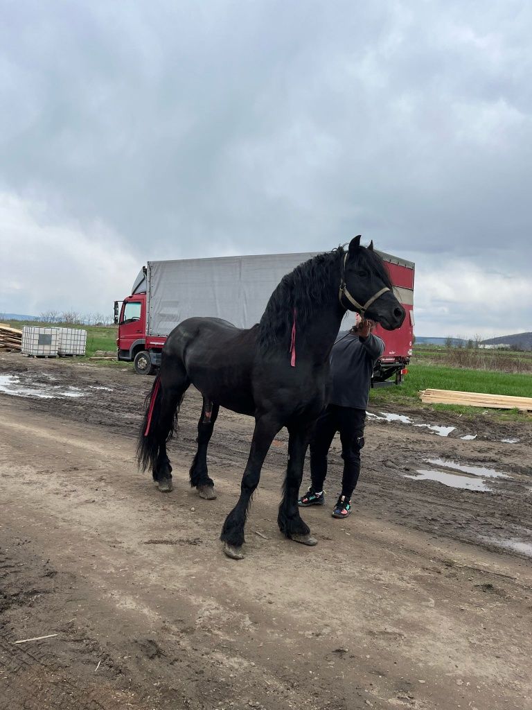 Monta frizian frisian