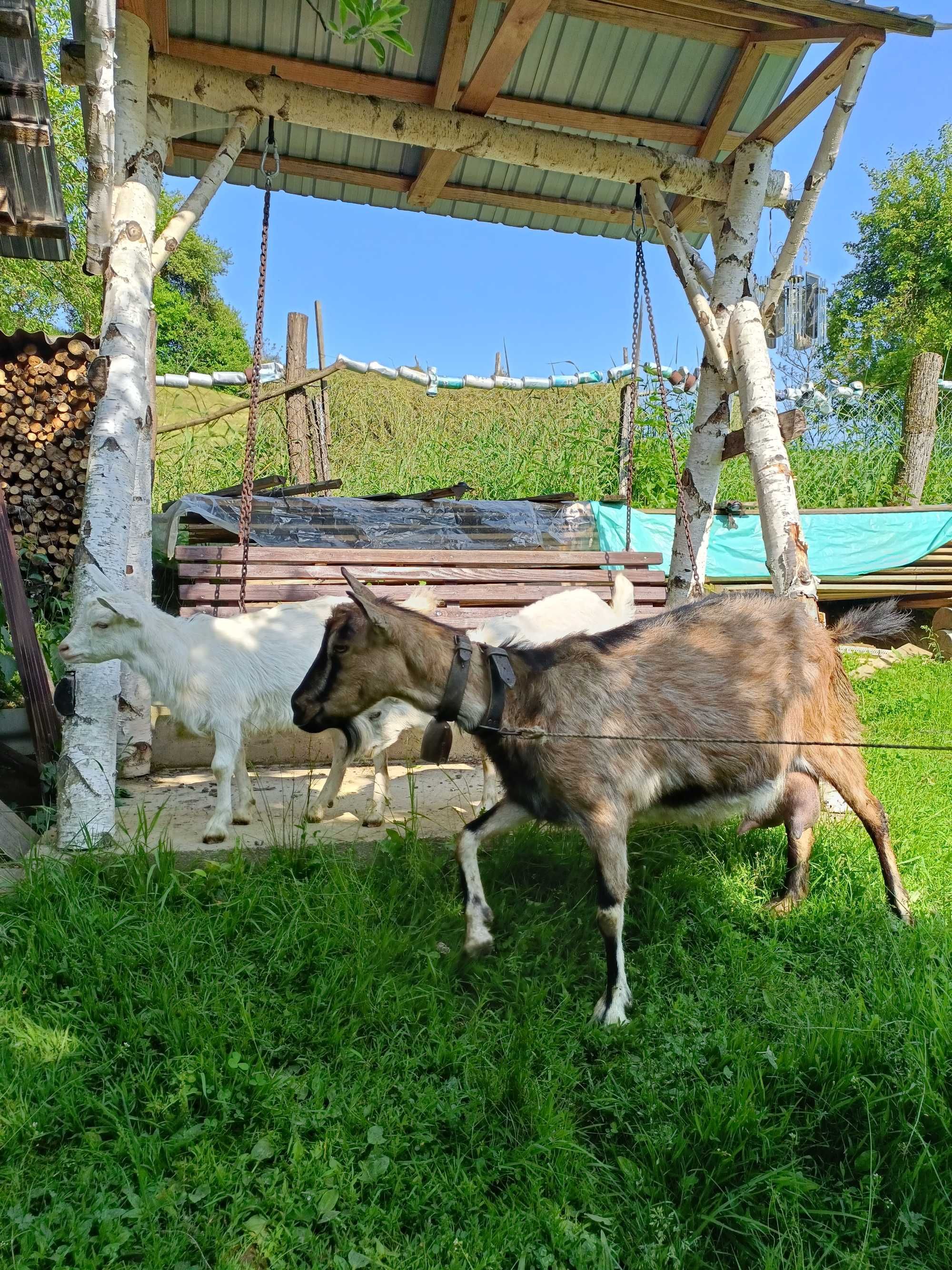 Vând capră cu 2 ieduțe