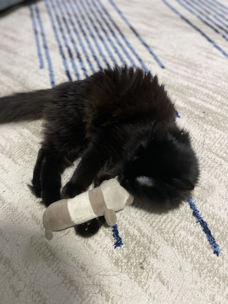 Котенок пушистый
