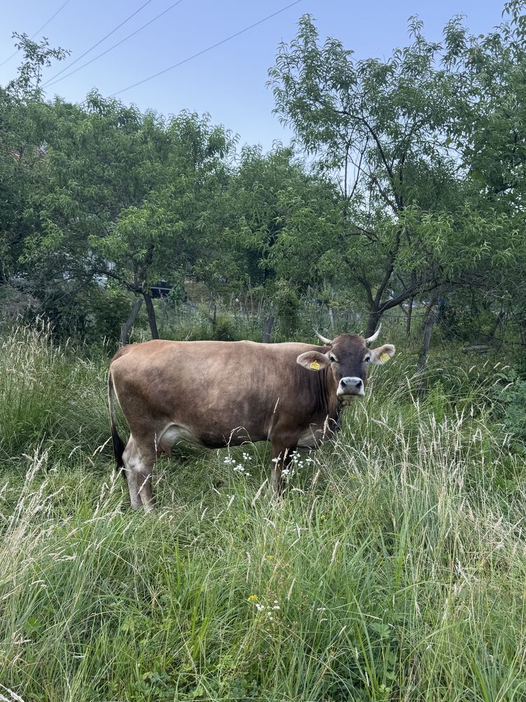 ——Vaca de vanzare——