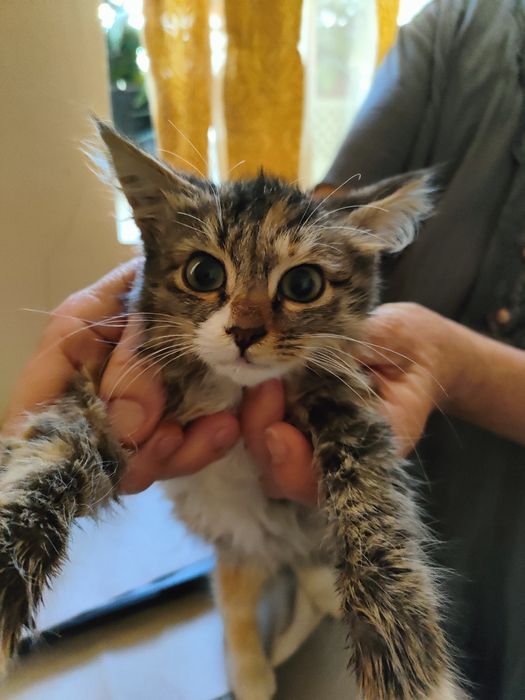 Отдадим котенка в хорошие руки
