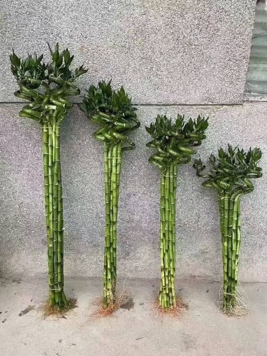 Xona gullari arzon narxlarda