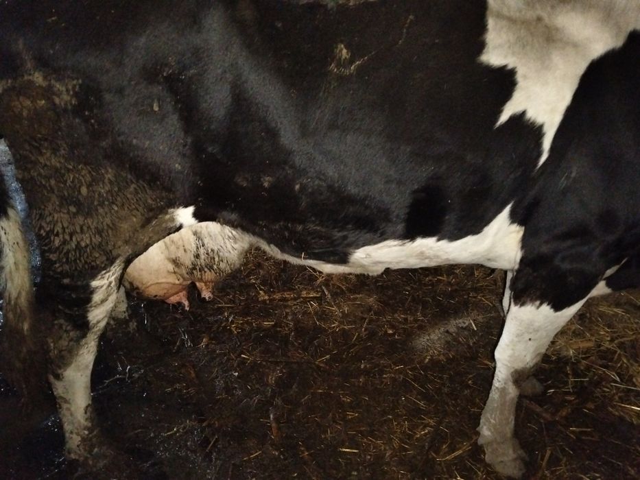 Vaca de lapte holstain