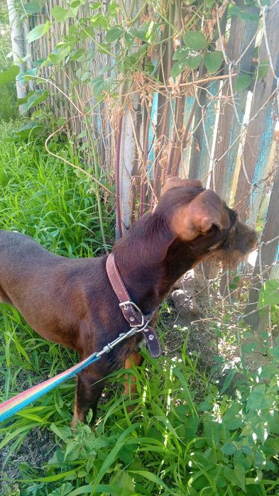 Продается коричневый ягдтерьр