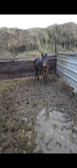 Продам жеребенка