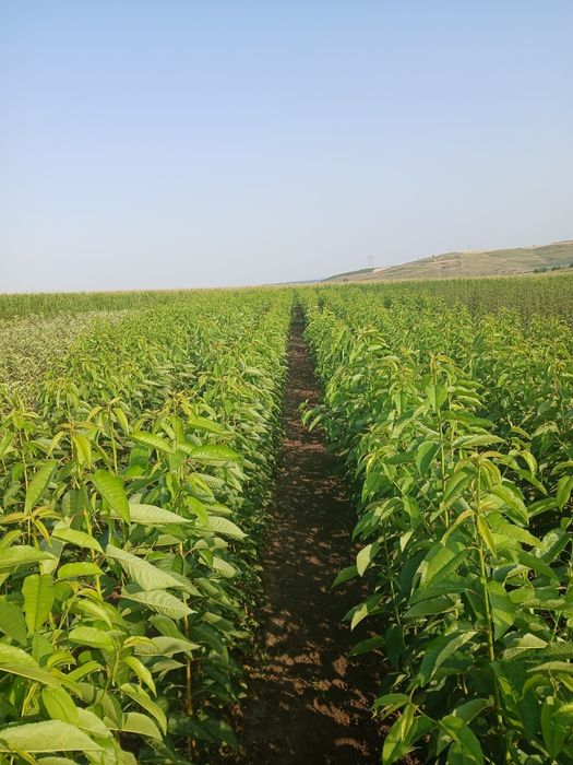 Pomi fructiferi certificati