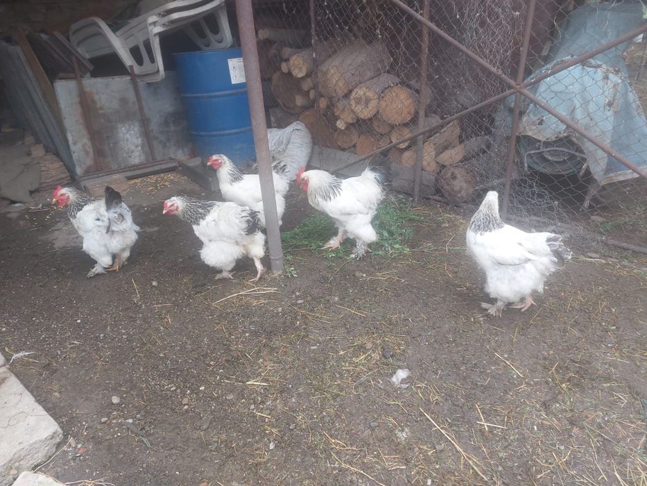 Vând găini rasa Brahma ,un cucoș și patru găini (foarte frumoase )
