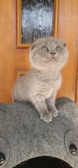 Котята Скотиш страйт и Скотиш фолд