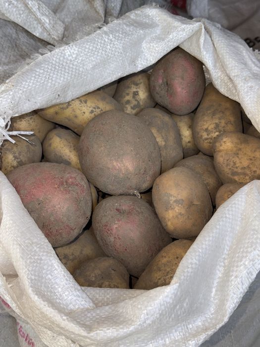 Продам картошку