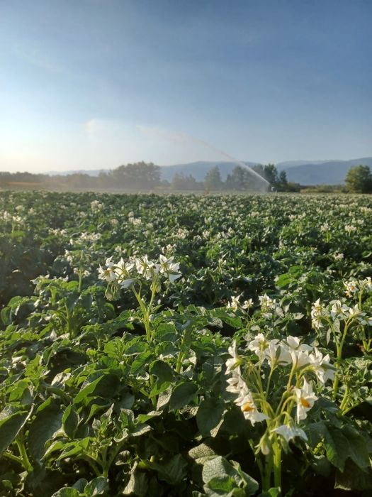 Cartofi sămânță cerificata, din elita, Riviera, Arizona, Bellarosa,