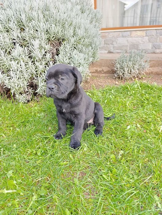 Кане Корсо кученца