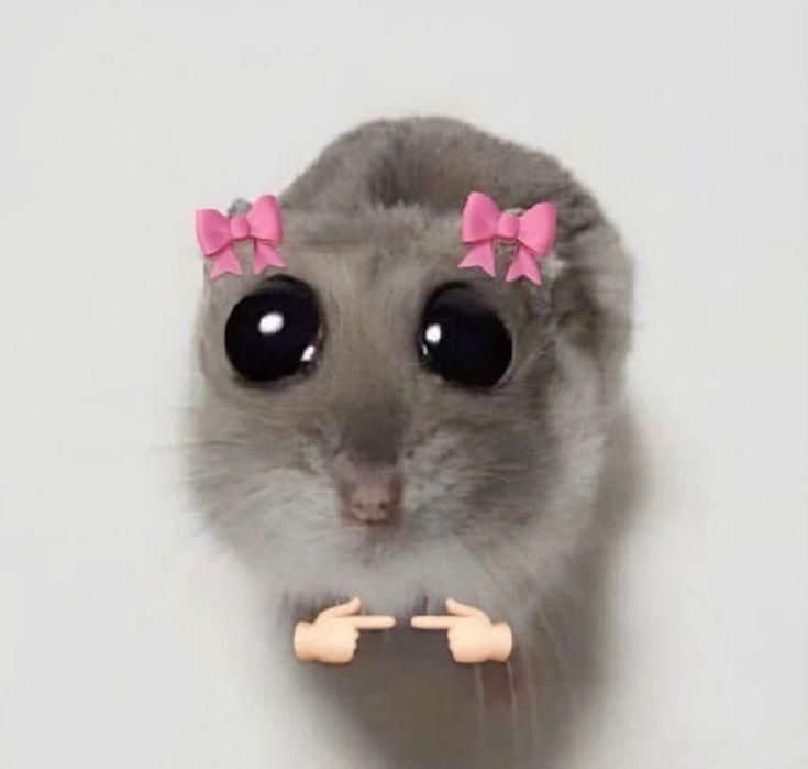 Donez 3 hamsteri adulți