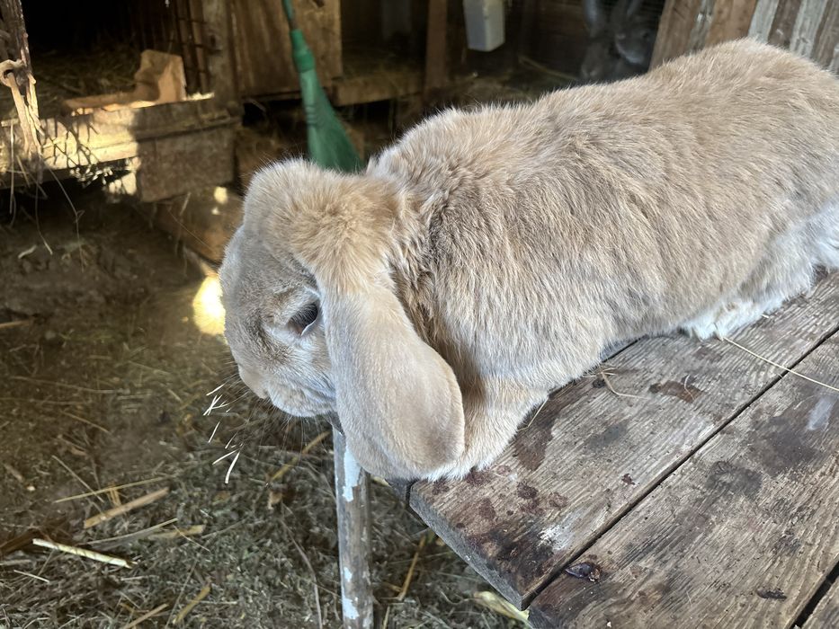 Iepuri  berbec german