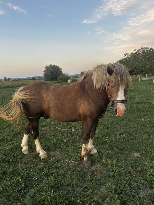 De vanzare mânz, varsta 2 ani.