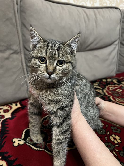 Отдам Котенка в Хорошие Руки