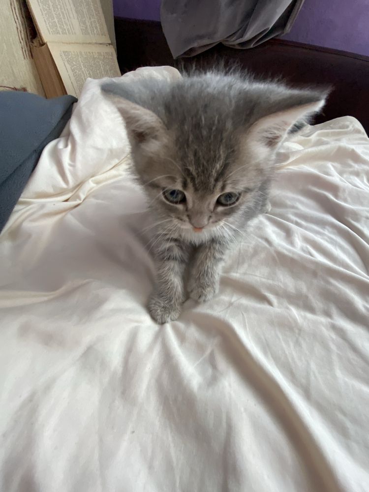 котенок, 2,5 месяца