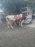 Vand vaca baltata romaneasca