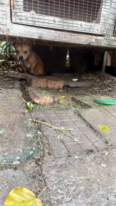 Продава се куче от двор символично