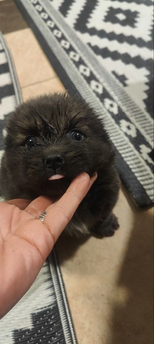 Donez cățel fetița și băiat, 2 luni