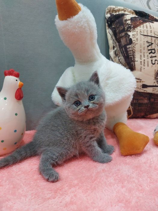 Открыт резерв на котят.