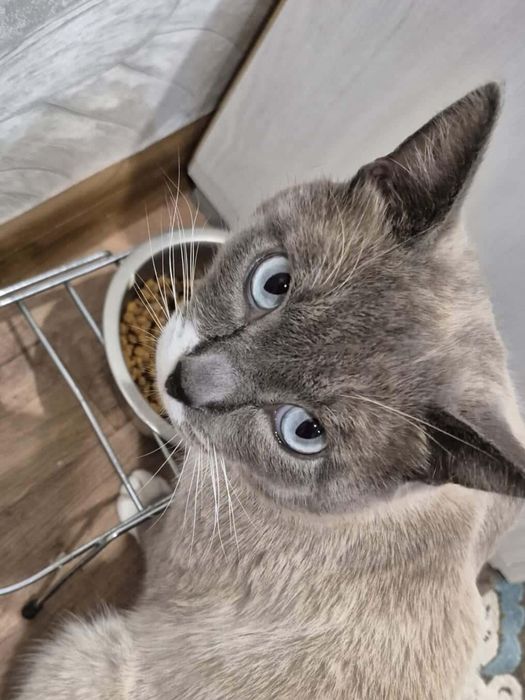 Котик с тяжелой судьбой ждёт своего Человека