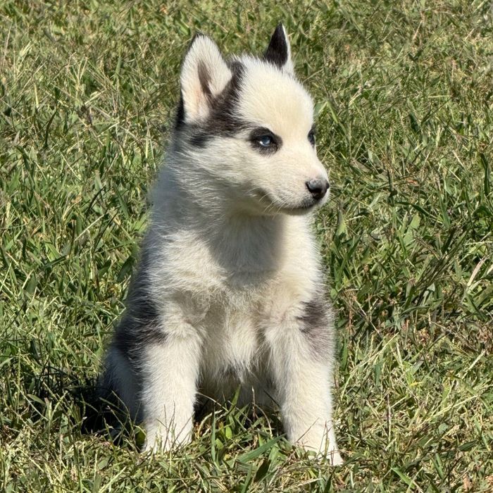 Husky siberian superb