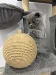 British shorthair blue puiut