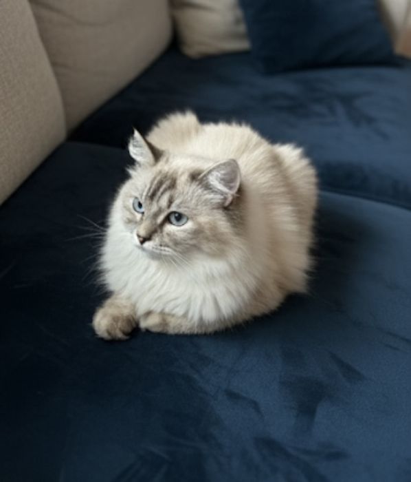 Отдам кошку в хорошие руки