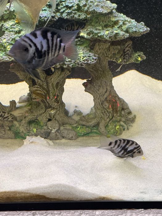 Баликлар сотилади иккаласа битта пара ишлаб турган баликлар