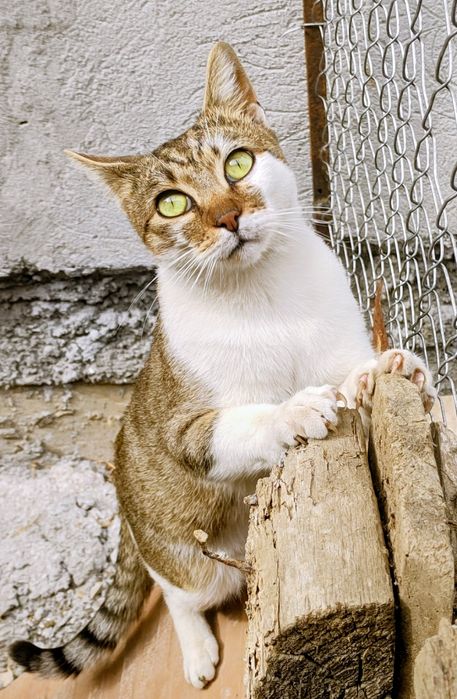 Adoptie gratuita responsabila pisic tanar