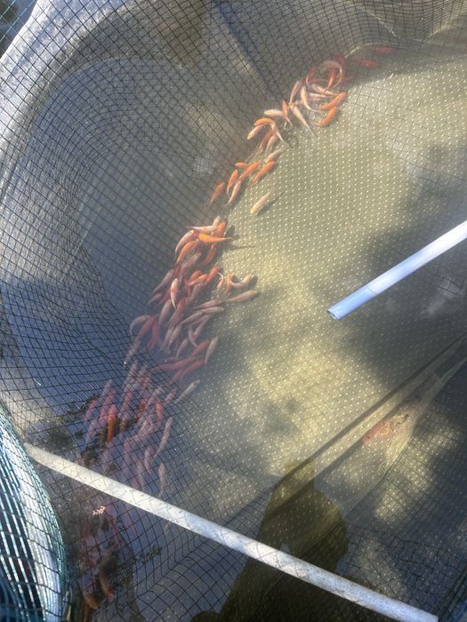 koi puiet 6-10 cm