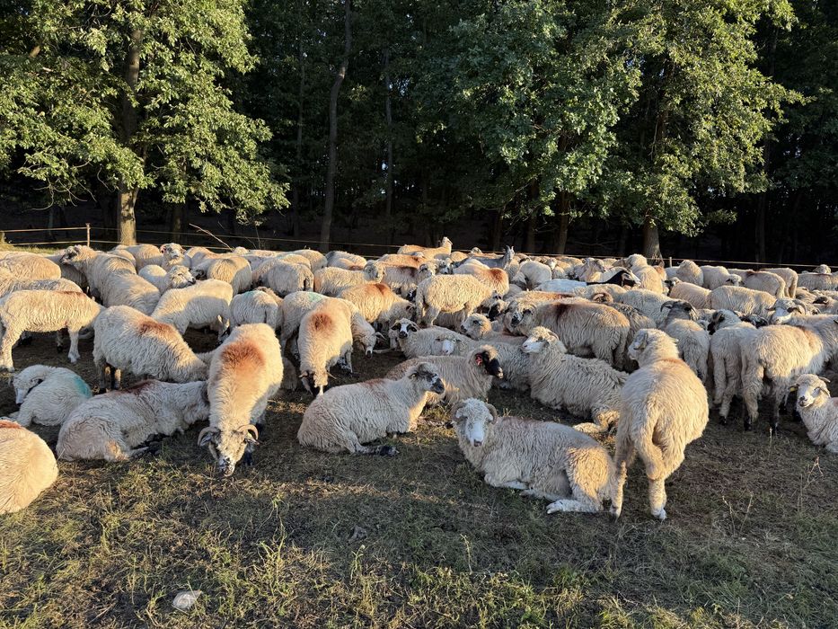 Vand turma oi turcane