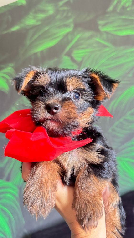 Yorkshire terrier baietel vaccinat carnet de sanatate