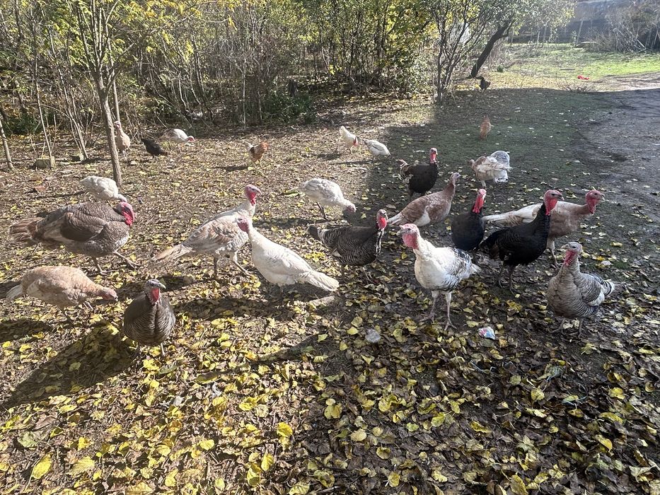 Домашни селски пуйки