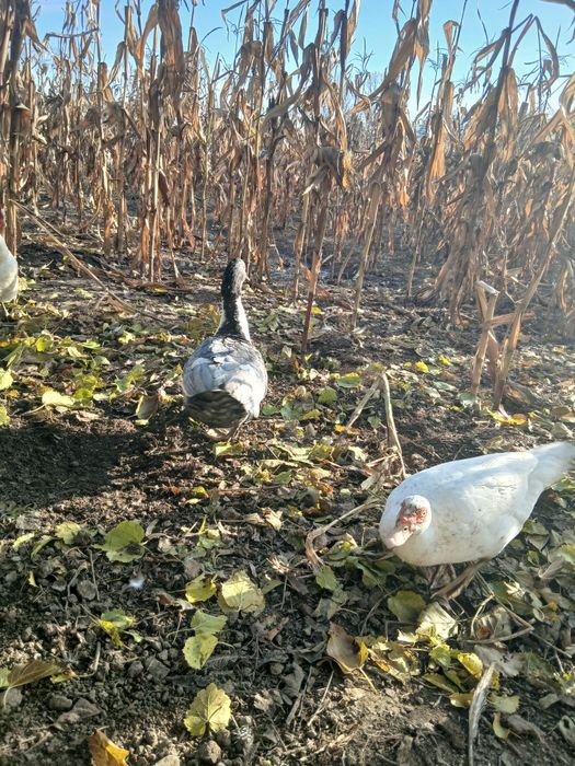 Rate mute de vanzare