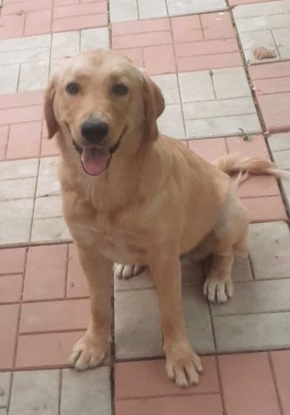 Metisi labrador pui, gratuit
