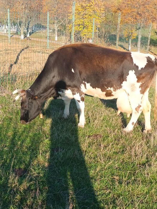 Vaca și vițea de vânzare