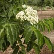 evodia hupehensis 1,3-1,5m