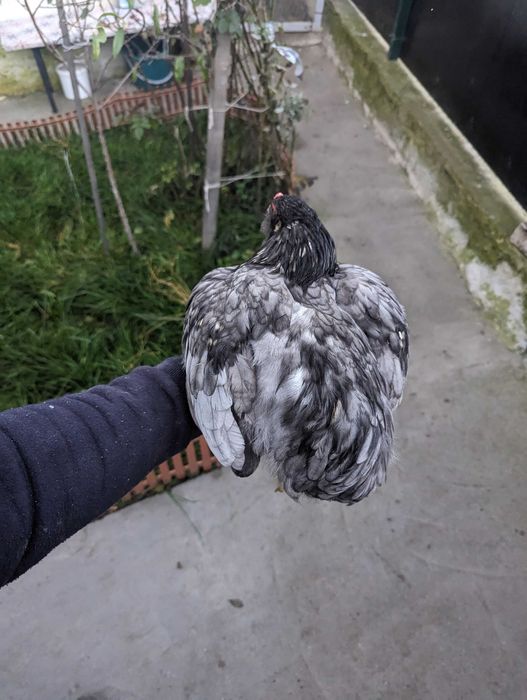 Vând cocos araucana