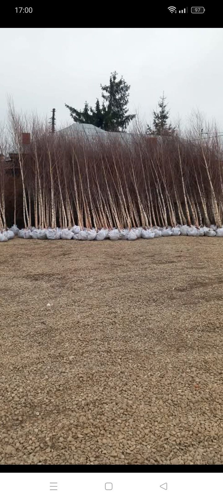 Plante decorative pt curte