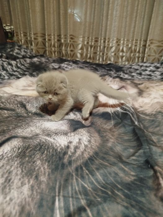 Продаются котята, фолд лилового окраса.